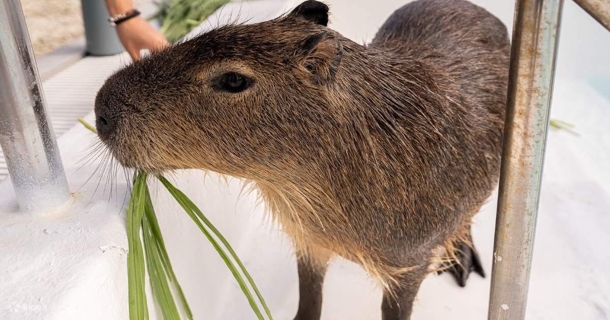 屏東墾丁鹿島カピバラ生態公園